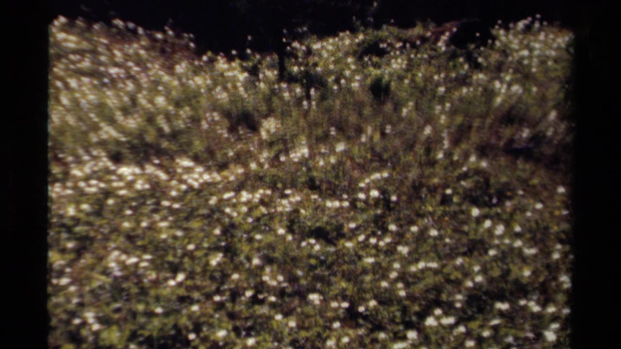 1979 British Columbia 8mm frame showing a bright meadow of small white wildflowers with shadowed evergreen trees behind it.
