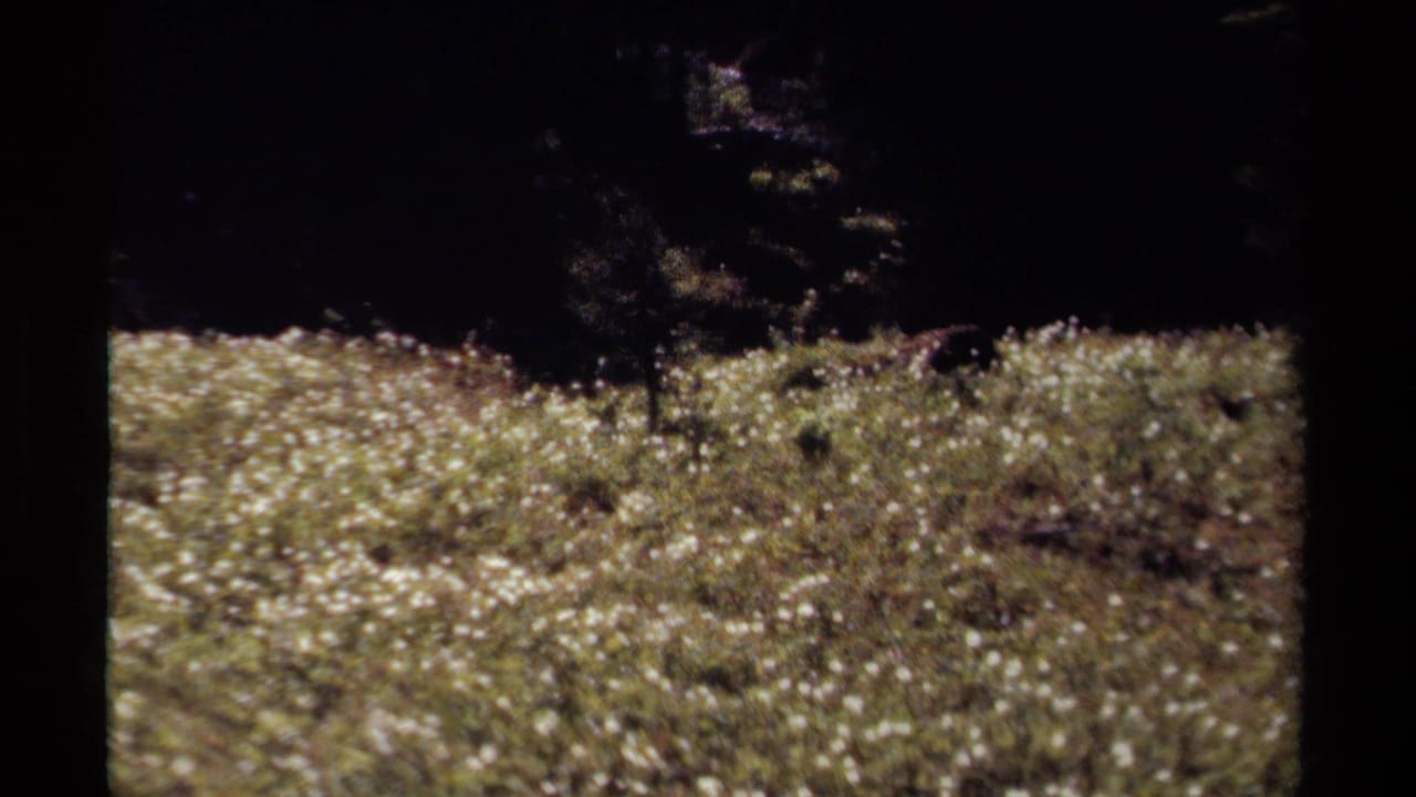 1979 British Columbia home-movie frame of a white-flowered meadow under strong sun, bordered by deep evergreen shadow.