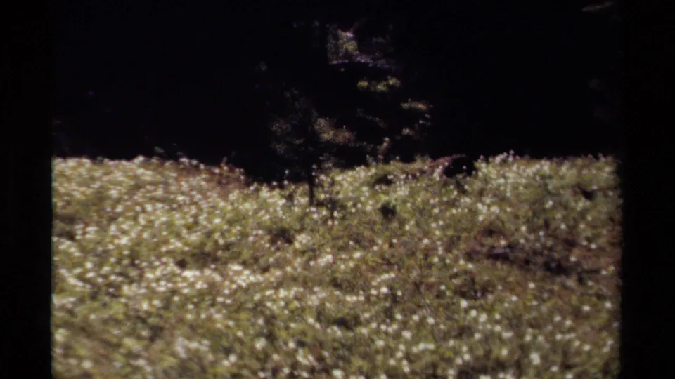 1979 British Columbia home-movie frame of a white-flowered meadow under strong sun, bordered by deep evergreen shadow.