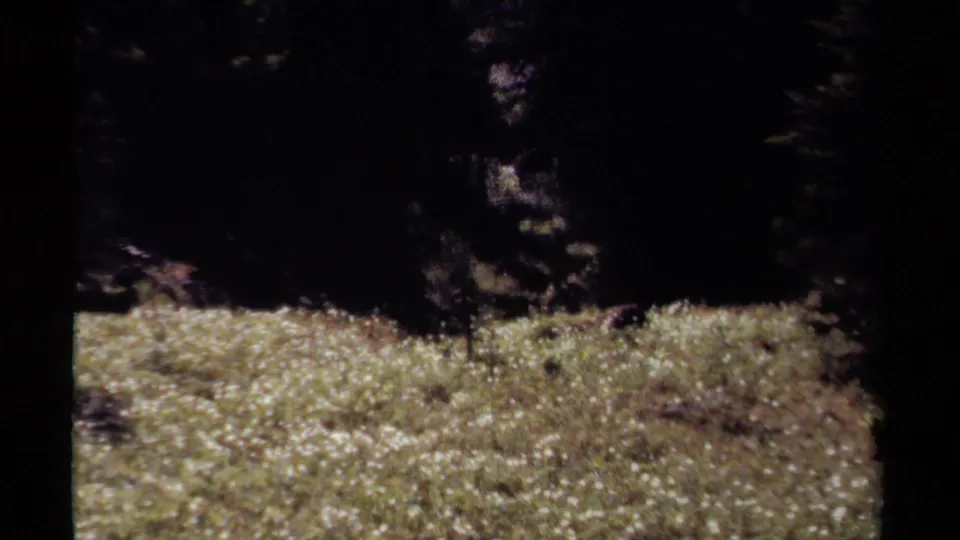 1979 British Columbia 8mm frame showing a sunlit band of white wildflowers below a darker stand of trees.