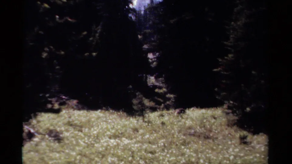 1979 British Columbia frame of a white-flowered meadow foreground, with evergreen trees and heavy shadow beyond.