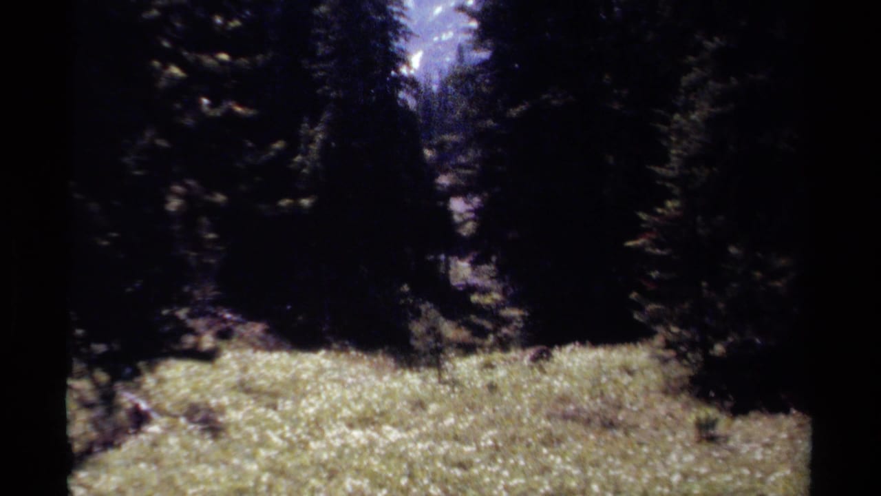 1979 British Columbia 8mm frame showing a sunlit forest meadow, dark conifers, and a distant mountain glimpse through the trees.