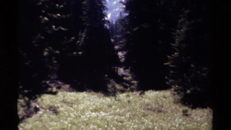1979 British Columbia 8mm frame showing a sunlit forest meadow, dark conifers, and a distant mountain glimpse through the trees.