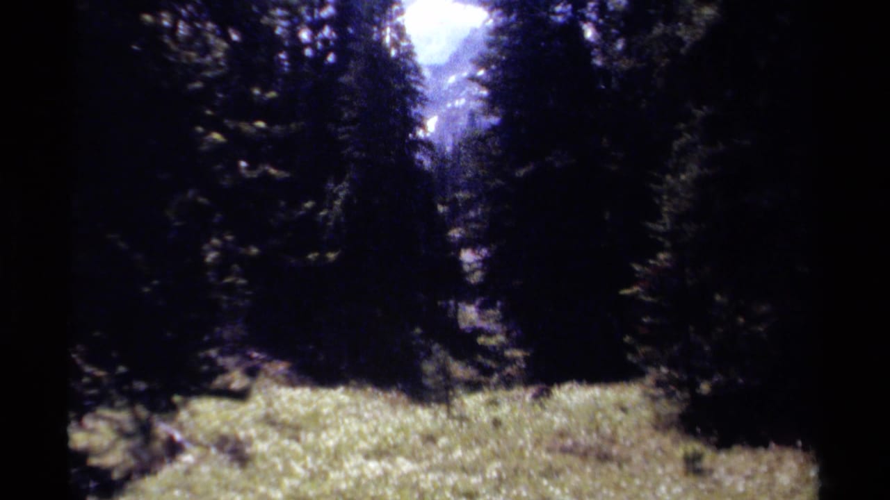 Vintage 8mm view of a British Columbia forest clearing, with conifers in shadow and mountains partly seen in the bright distance.