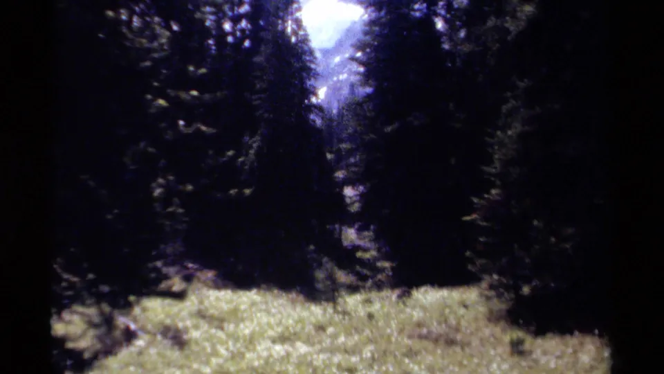 Vintage 8mm view of a British Columbia forest clearing, with conifers in shadow and mountains partly seen in the bright distance.