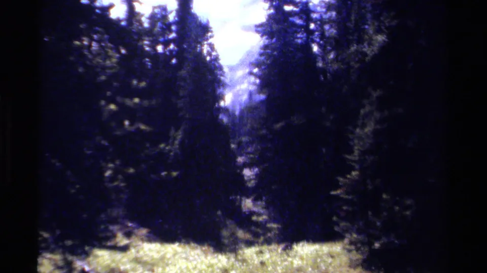 1979 8mm home-movie frame of a pine forest meadow in British Columbia, with a bright mountain opening beyond the trees.