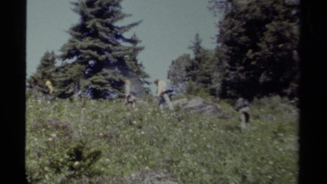 Hikers move through a grassy meadow below tall evergreen trees.