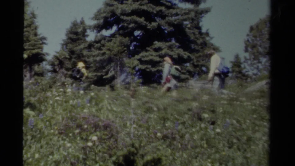 A small hiking group with backpacks moves across a bright meadow, with tall evergreens behind them in the 1979 British Columbia footage.