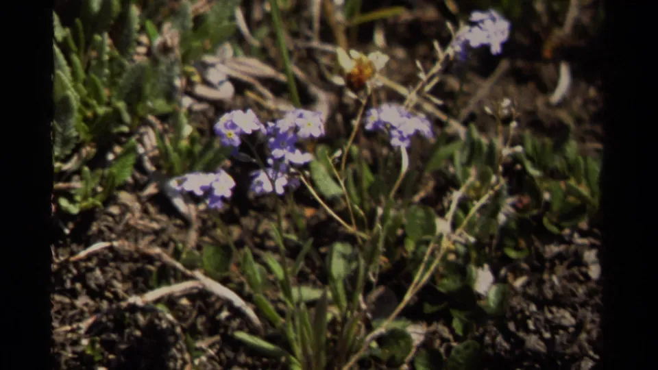 Close 8mm view of purple-white alpine wildflowers among grasses, stones, and dark soil in British Columbia.