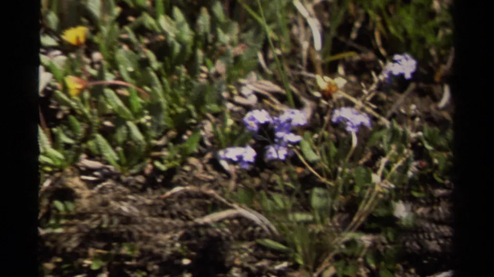 Close-up of alpine wildflowers and low green plants on rocky ground, filmed in British Columbia on 8mm stock.