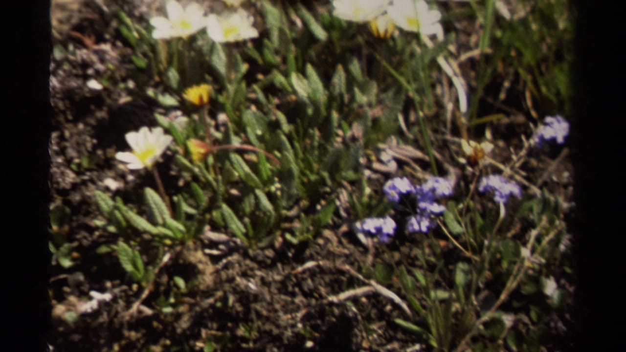 1979 British Columbia 8mm frame showing white and purple wildflowers in rocky soil with grasses around them.
