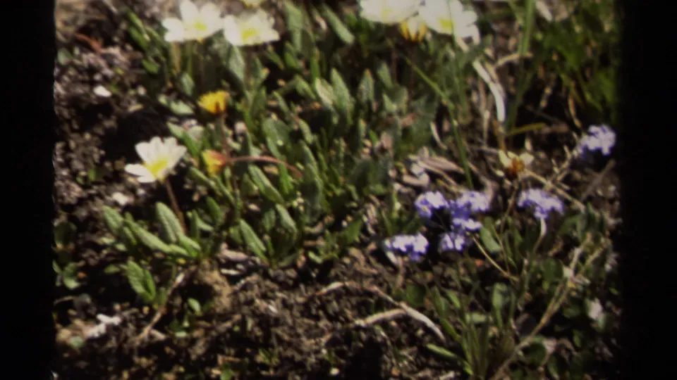 1979 British Columbia 8mm frame showing white and purple wildflowers in rocky soil with grasses around them.