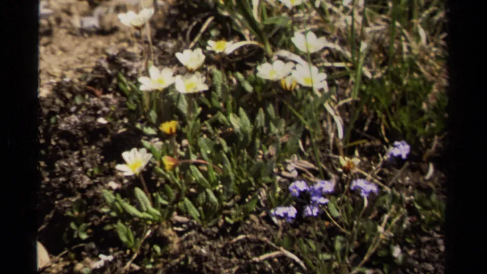 1979 British Columbia close-up of small white and purple alpine flowers in sunlit rocky ground.