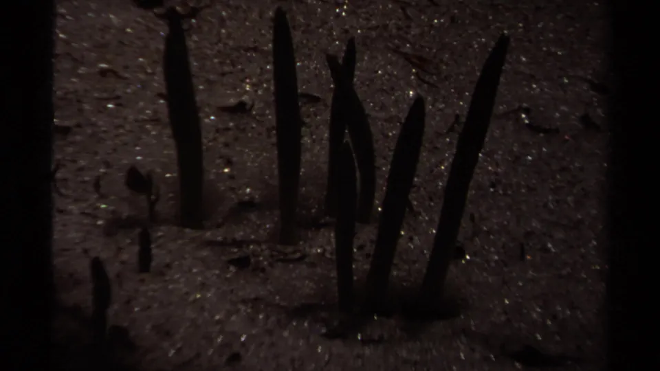Close 8mm frame from the British Columbia hiking sequence showing dark plant stems or leaves against rough soil and small stones.