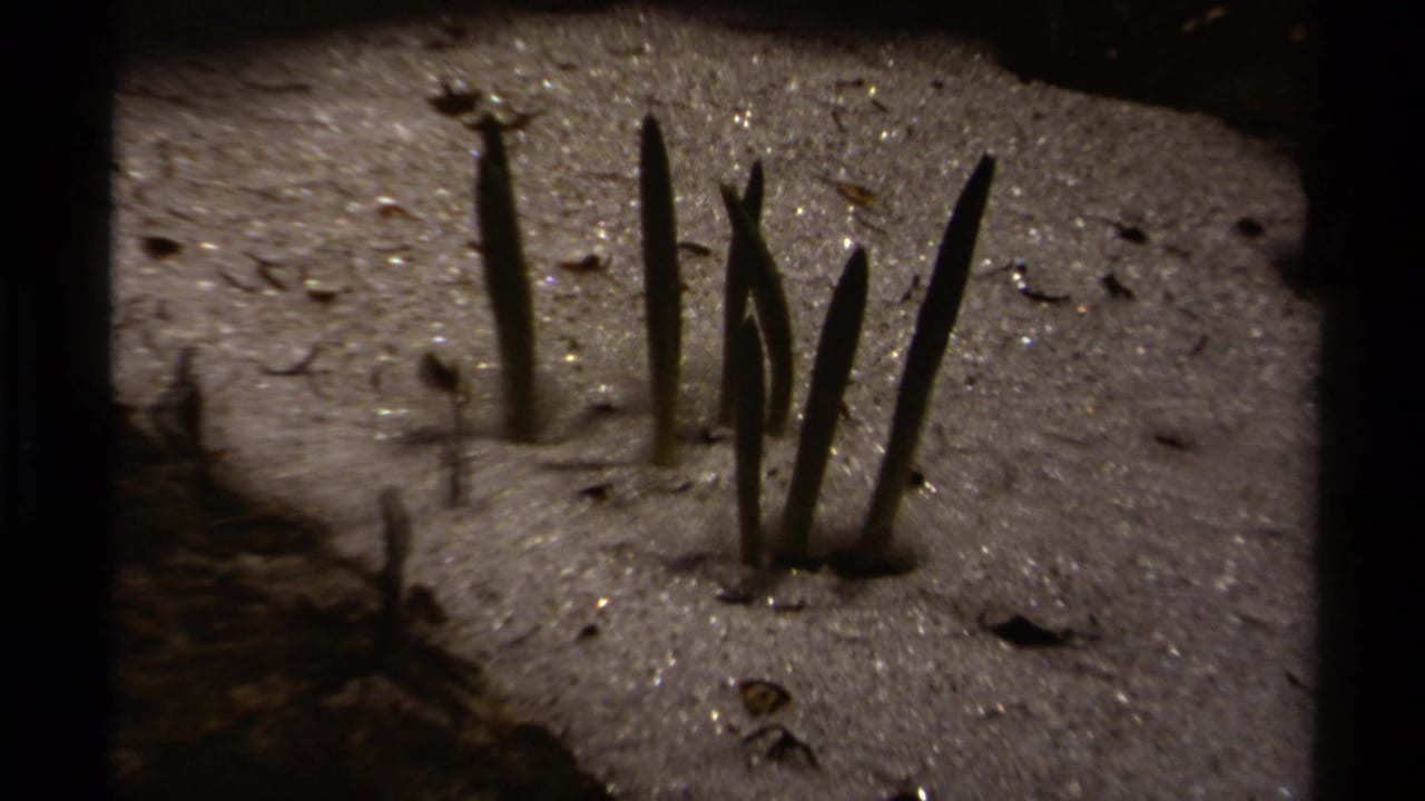Close 1979 8mm view of dark plant shoots emerging from snow in a British Columbia alpine setting.