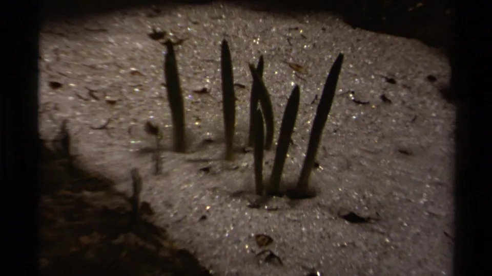 Close 1979 8mm view of dark plant shoots emerging from snow in a British Columbia alpine setting.