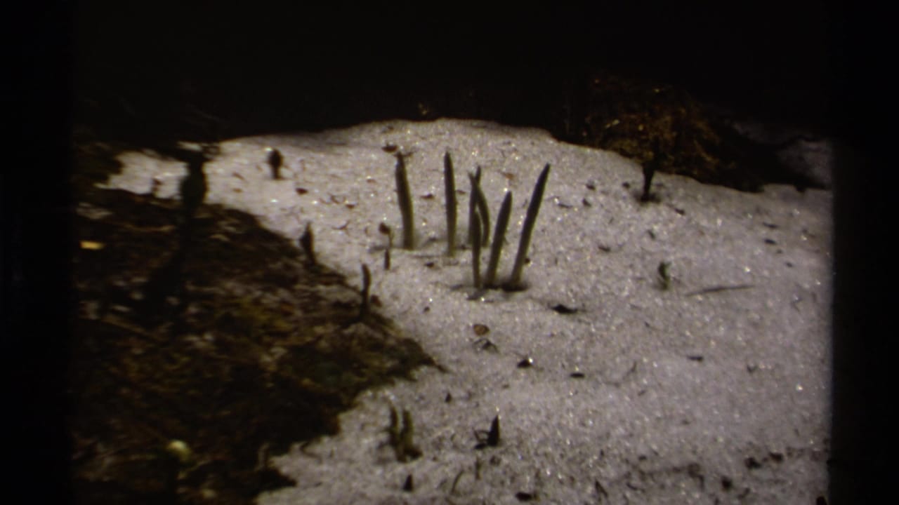 Several plant shoots stand in a melting snow patch beside exposed ground.