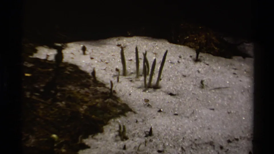 Handheld 8mm frame of plant shoots rising from snow near exposed alpine ground in British Columbia, 1979.