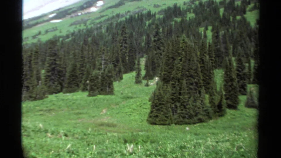 Wide 8mm view of a green British Columbia alpine meadow with dense evergreens and snow higher on the slope.