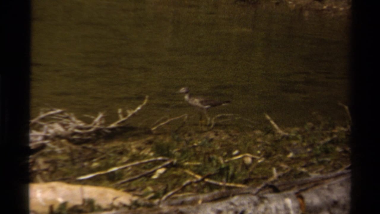 Small shorebird standing on a muddy bank near driftwood and water.