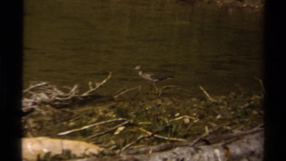Small shorebird on a muddy British Columbia shoreline in 1979-era 8mm footage, with driftwood and water behind it.