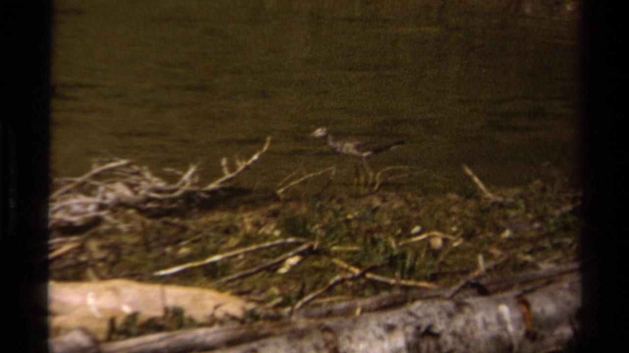 A small bird stands among shoreline debris beside the water in British Columbia, filmed on warm-toned 8mm stock.
