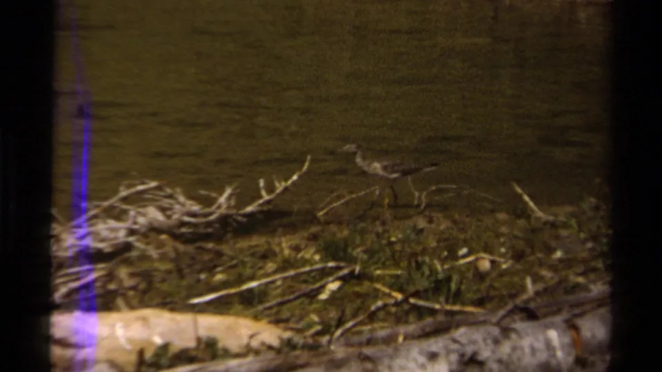Small shorebird remains near driftwood and grass on the lake or river edge, with visible 8mm gate markings and warm color cast.