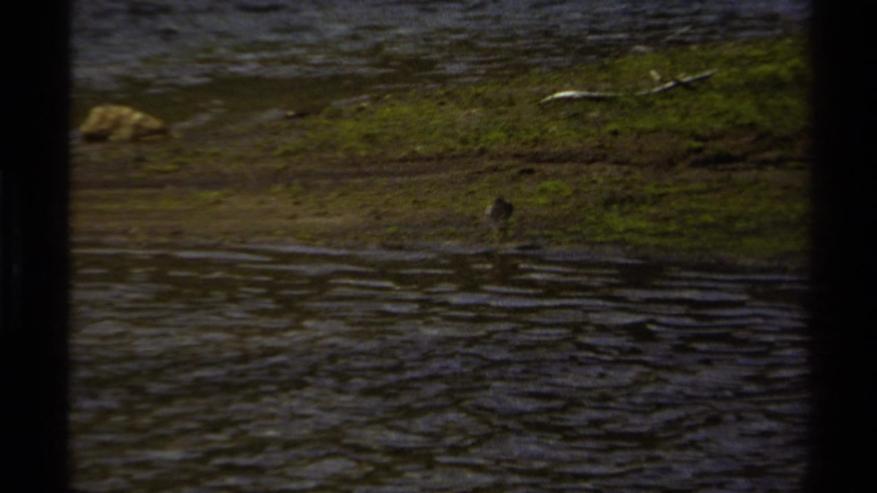 1979 British Columbia 8mm frame with a small bird by a muddy grassy bank, rippling stream water, sticks, rocks, and heavy film-frame borders.