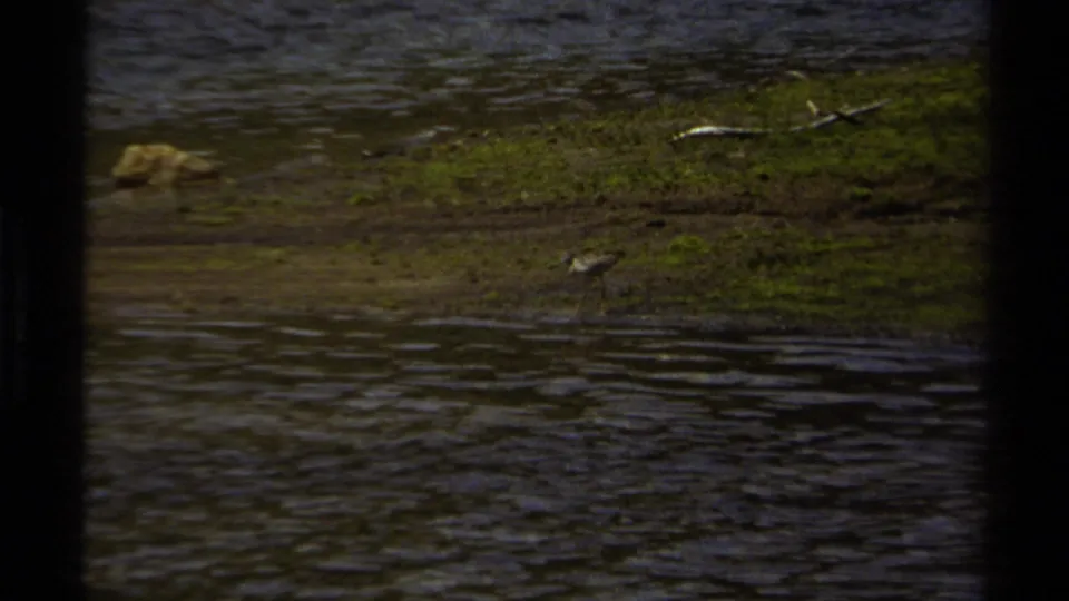 1979 British Columbia 8mm frame showing the bird at the lower stream edge, with rippled water, mossy grass, driftwood pieces, and a rock on the bank.