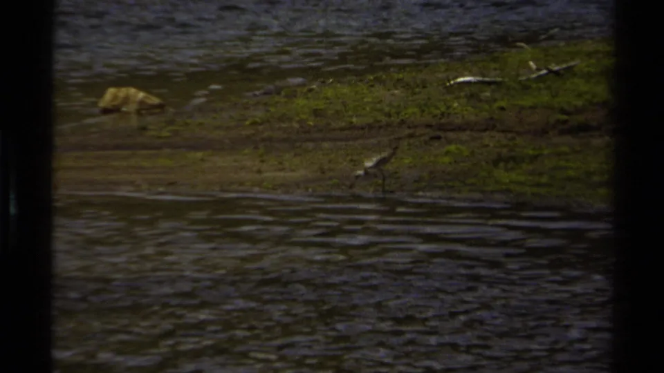 1979 British Columbia 8mm frame with the bird near the lower waterline, a grassy muddy bank, scattered sticks, rocks, and dark contact-sheet borders.