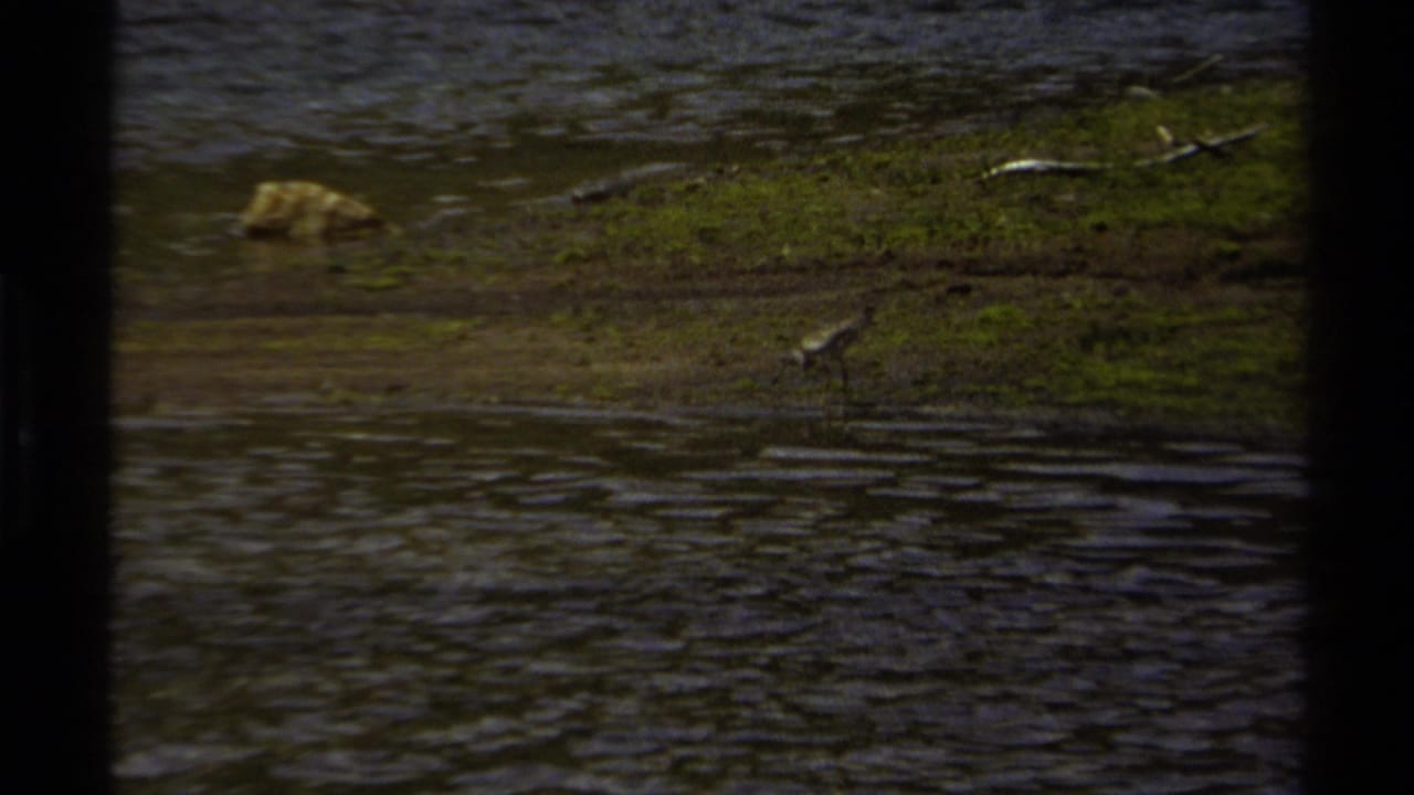 A small brown shorebird forages on a muddy water edge in British Columbia home-movie footage from 1979.