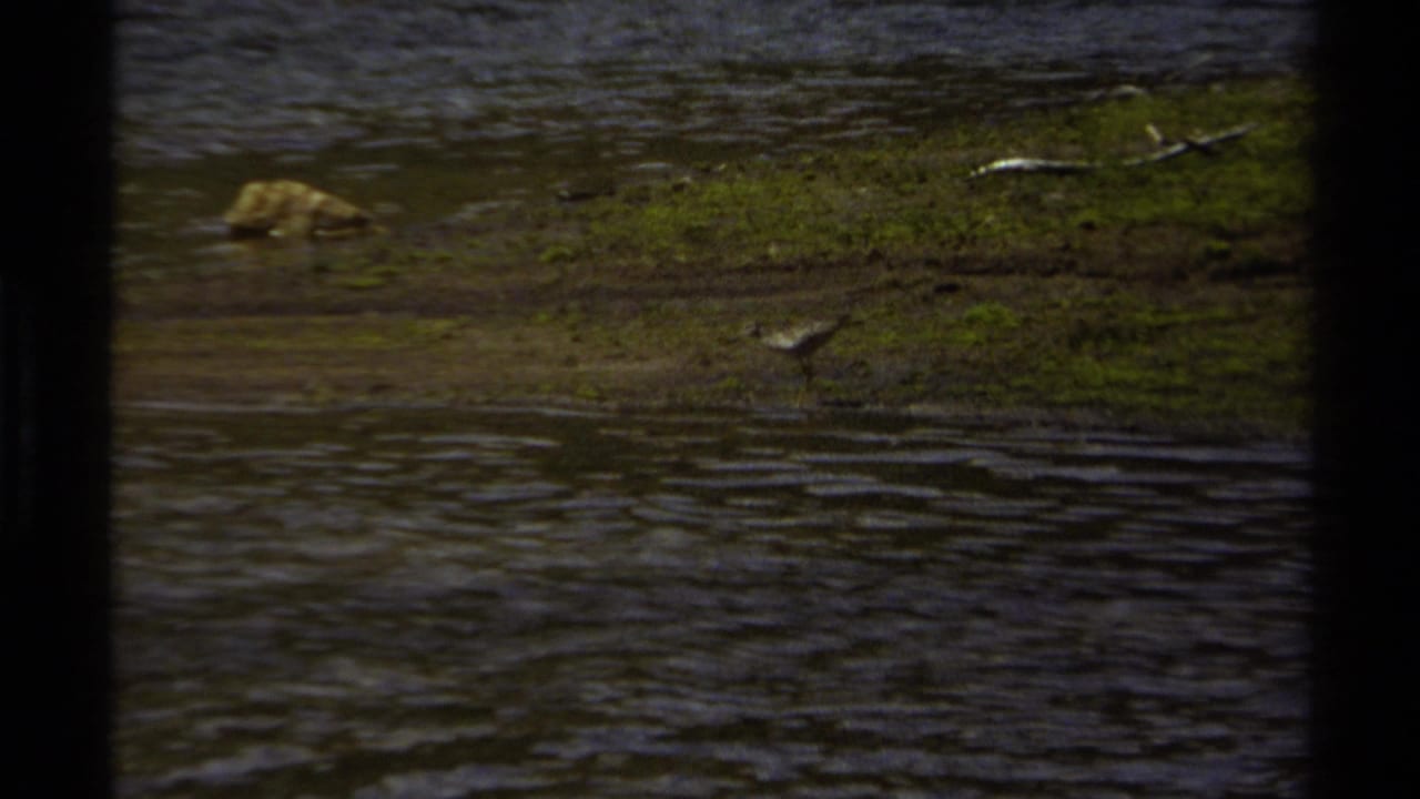 A long-legged brown bird stands along a grassy, muddy shore in 1979 British Columbia 8mm footage.