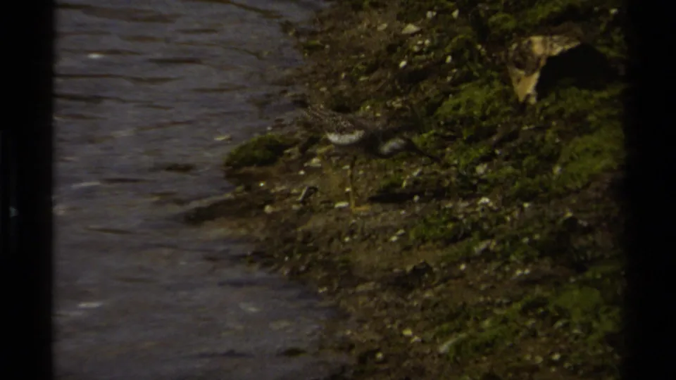 A small shorebird forages near moss, stones, and a dark bank opening along a British Columbia shoreline.