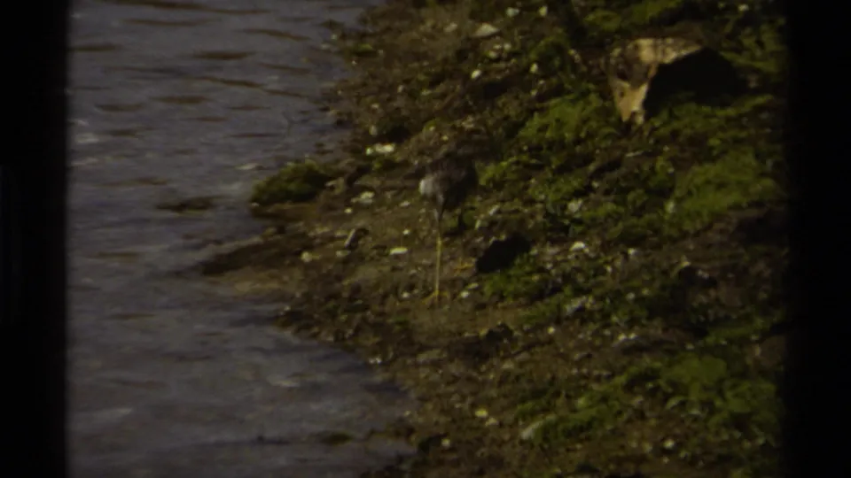 A brown shorebird remains near the waterline as the handheld 8mm frame catches a mossy British Columbia bank.