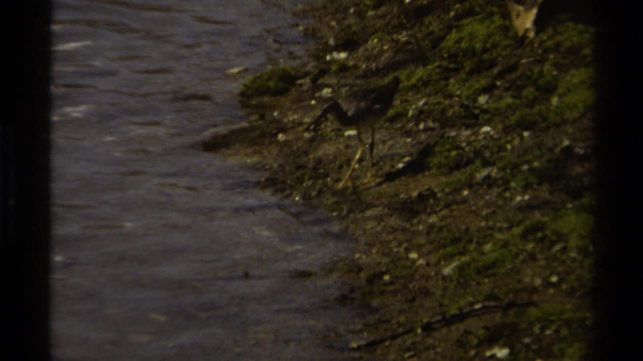 A small long-billed shorebird stands near a muddy, mossy bank beside shallow water in 1979 British Columbia footage.
