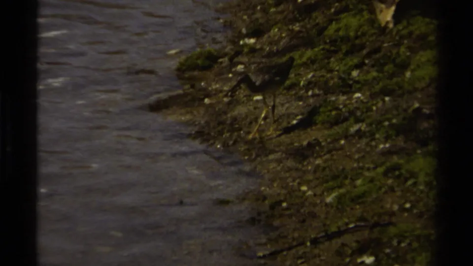 A small long-billed shorebird stands near a muddy, mossy bank beside shallow water in 1979 British Columbia footage.