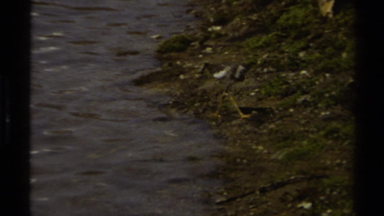 The shoreline remains in view as the shorebird blends into the muddy bank beside rippling water.