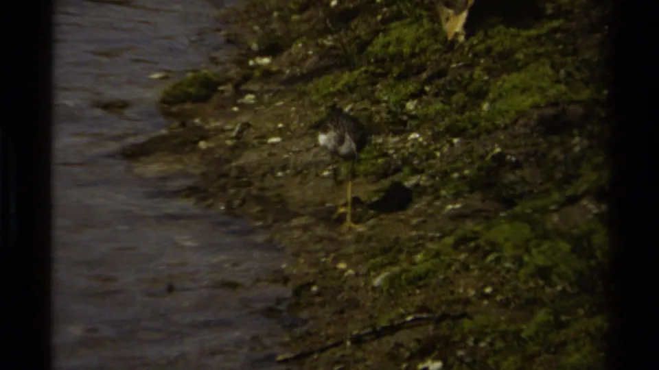 A long-billed shorebird stands on the muddy, moss-covered bank near shallow water in vintage 8mm footage.