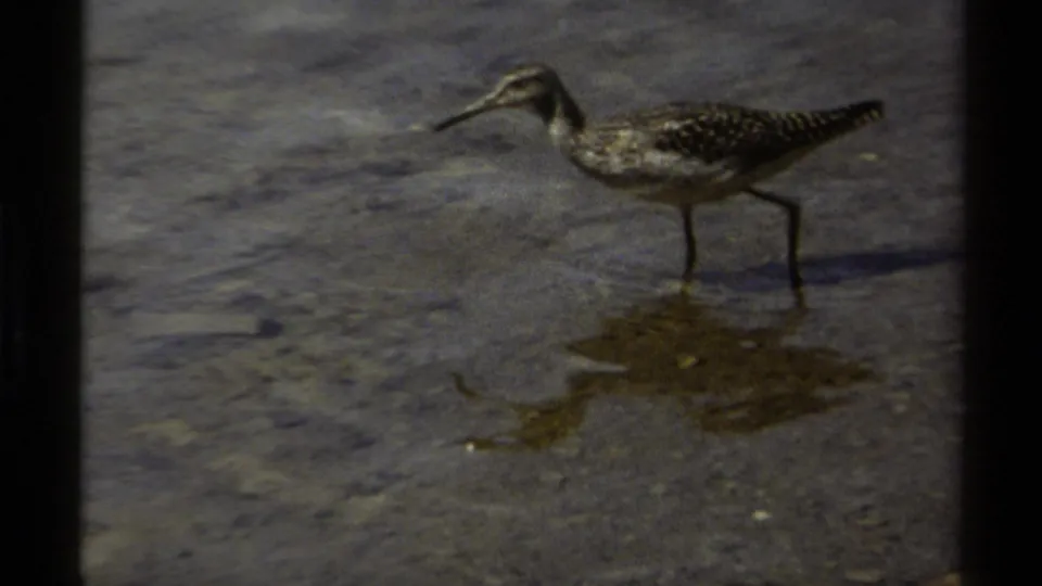 A long-billed shorebird wades in shallow rippling water, with its reflection visible in the 1979 British Columbia home-movie frame.