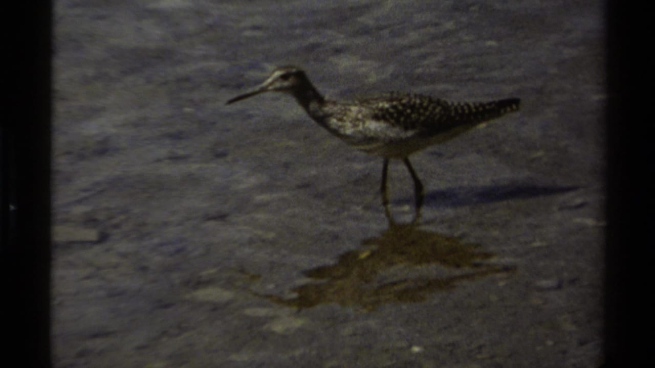 A mottled shorebird wades in shallow water in British Columbia, Canada, from 1979 8mm home-movie footage.