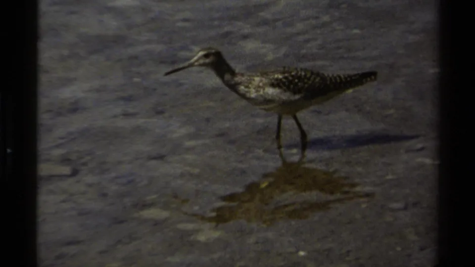 A mottled shorebird wades in shallow water in British Columbia, Canada, from 1979 8mm home-movie footage.
