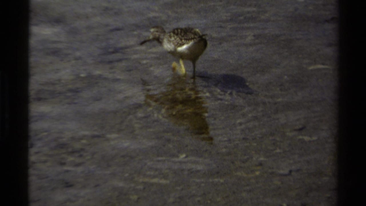 The shorebird continues across shallow rippled water, visible in a 1979 British Columbia home-movie frame.