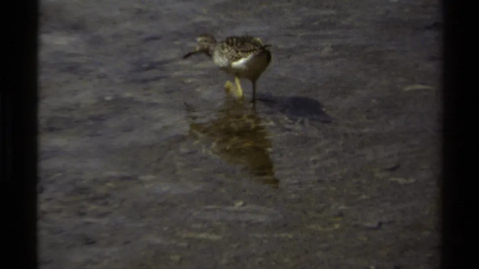 The shorebird continues across shallow rippled water, visible in a 1979 British Columbia home-movie frame.