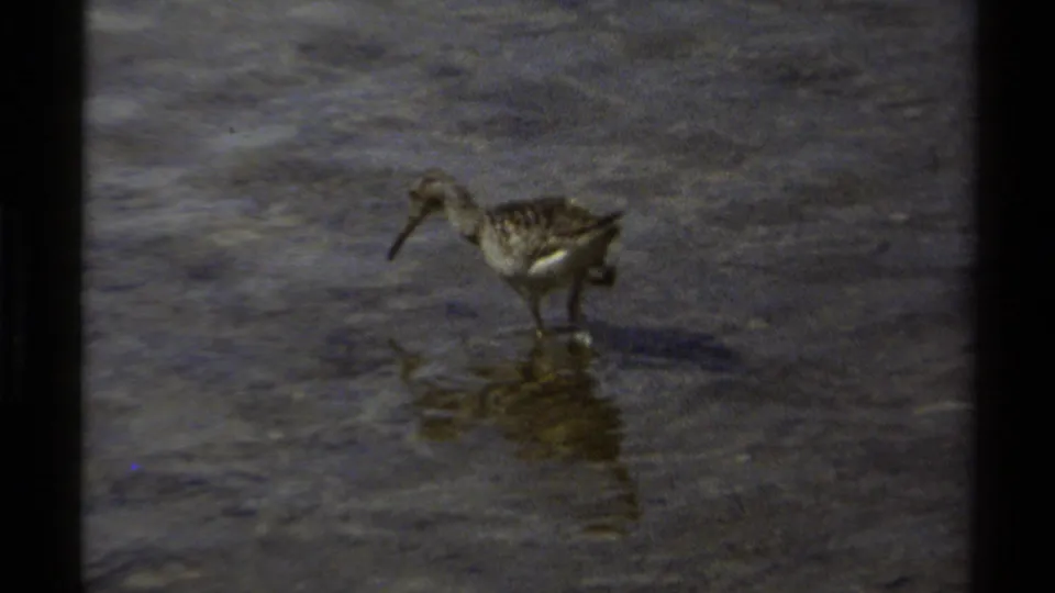 A mottled shorebird lowers its bill toward the wet surface, appearing to forage in 1979 British Columbia footage.