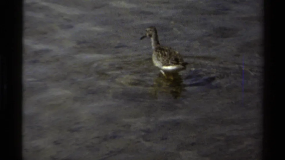 The bird stands upright in shallow water, with ripples and muted 8mm color visible in the British Columbia scene.