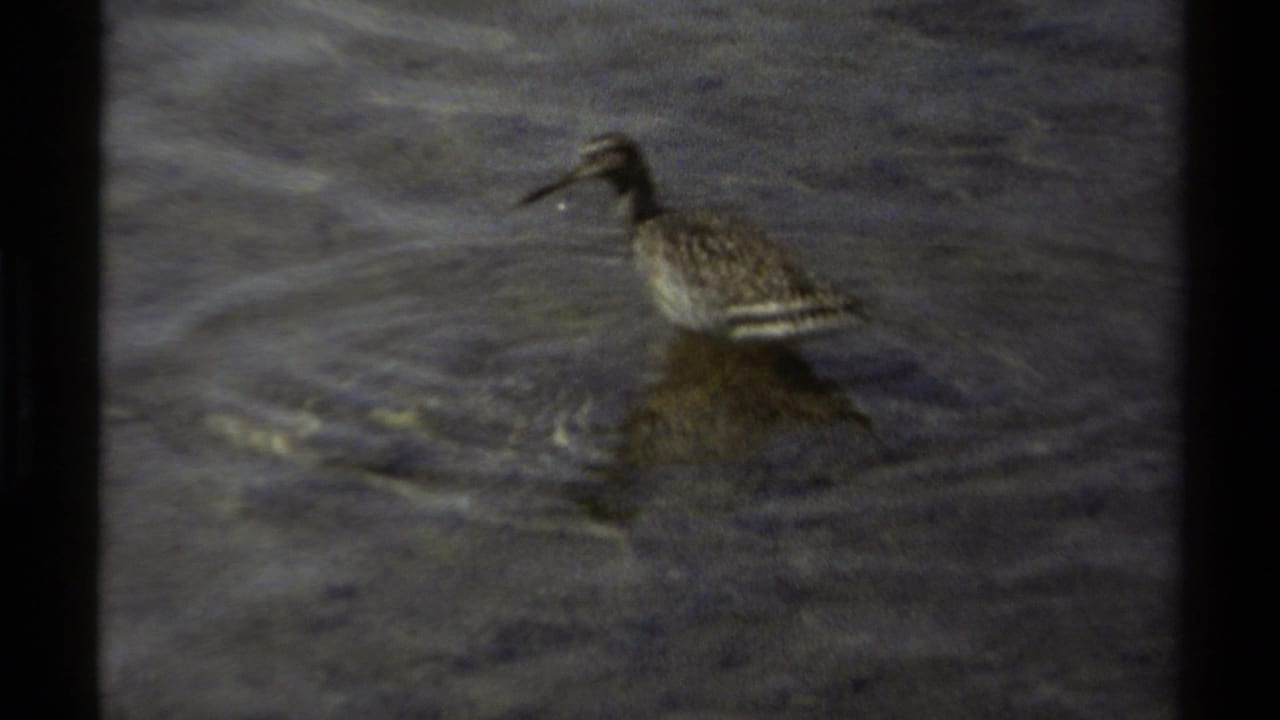 1979 British Columbia 8mm frame showing a small shorebird wading in dark lake water with ripples and a faint reflection.