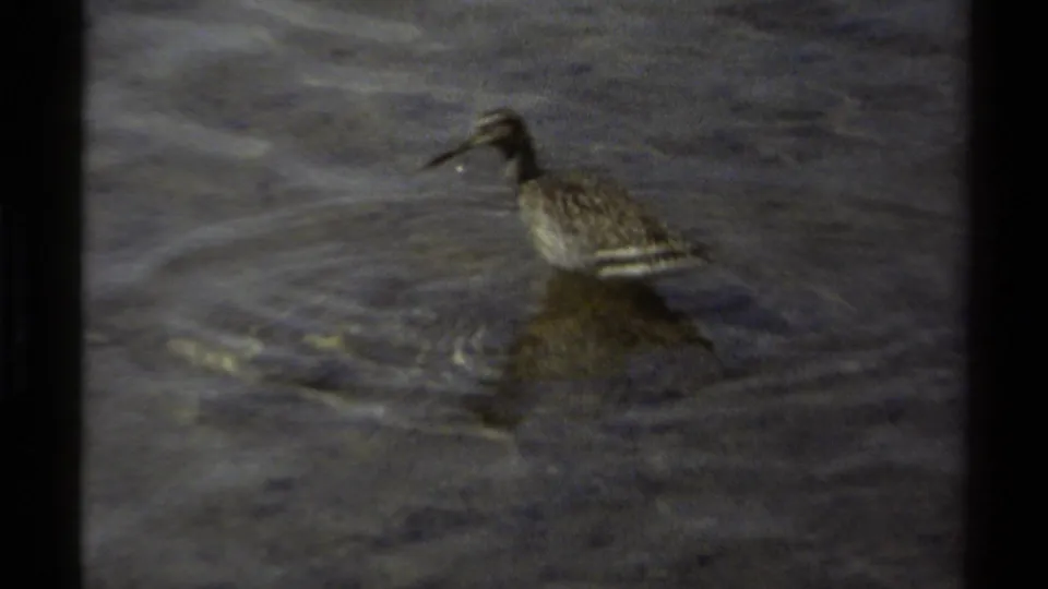 1979 British Columbia 8mm frame showing a small shorebird wading in dark lake water with ripples and a faint reflection.