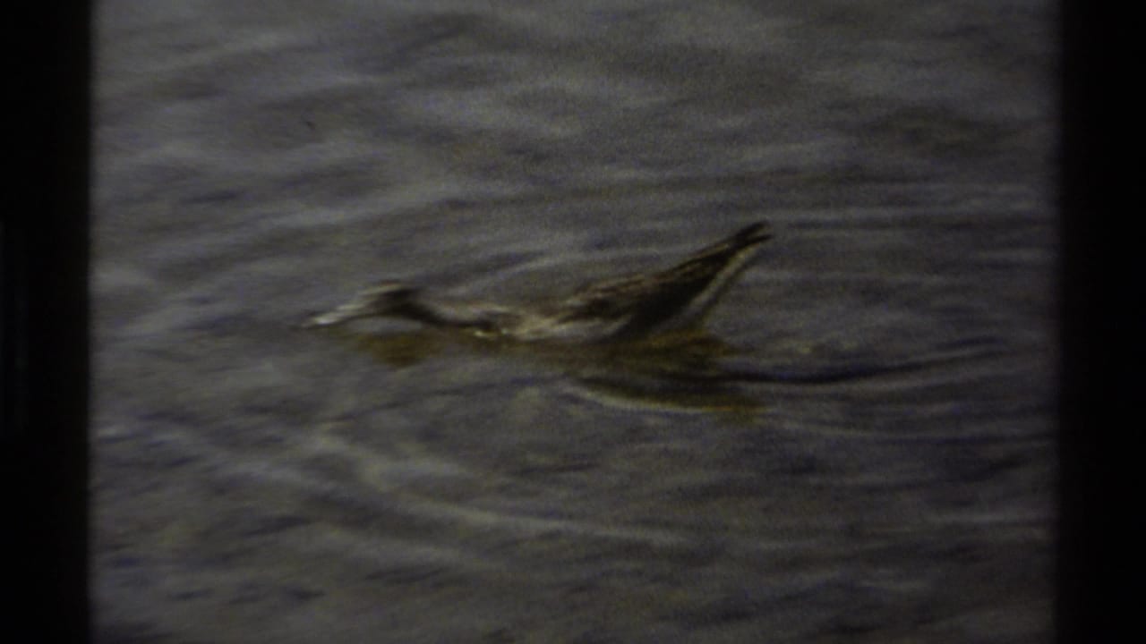 A small shorebird moves low across rippling lake water in a grainy 1979 British Columbia home-movie frame.