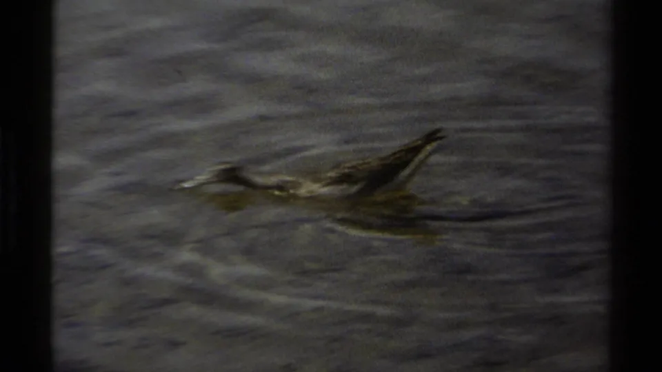 A small shorebird moves low across rippling lake water in a grainy 1979 British Columbia home-movie frame.