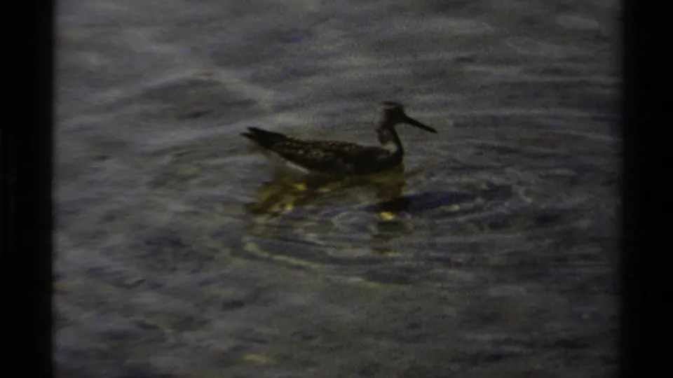 1979 British Columbia 8mm still of a small shorebird wading through dark shallow water, with ripples around its legs.